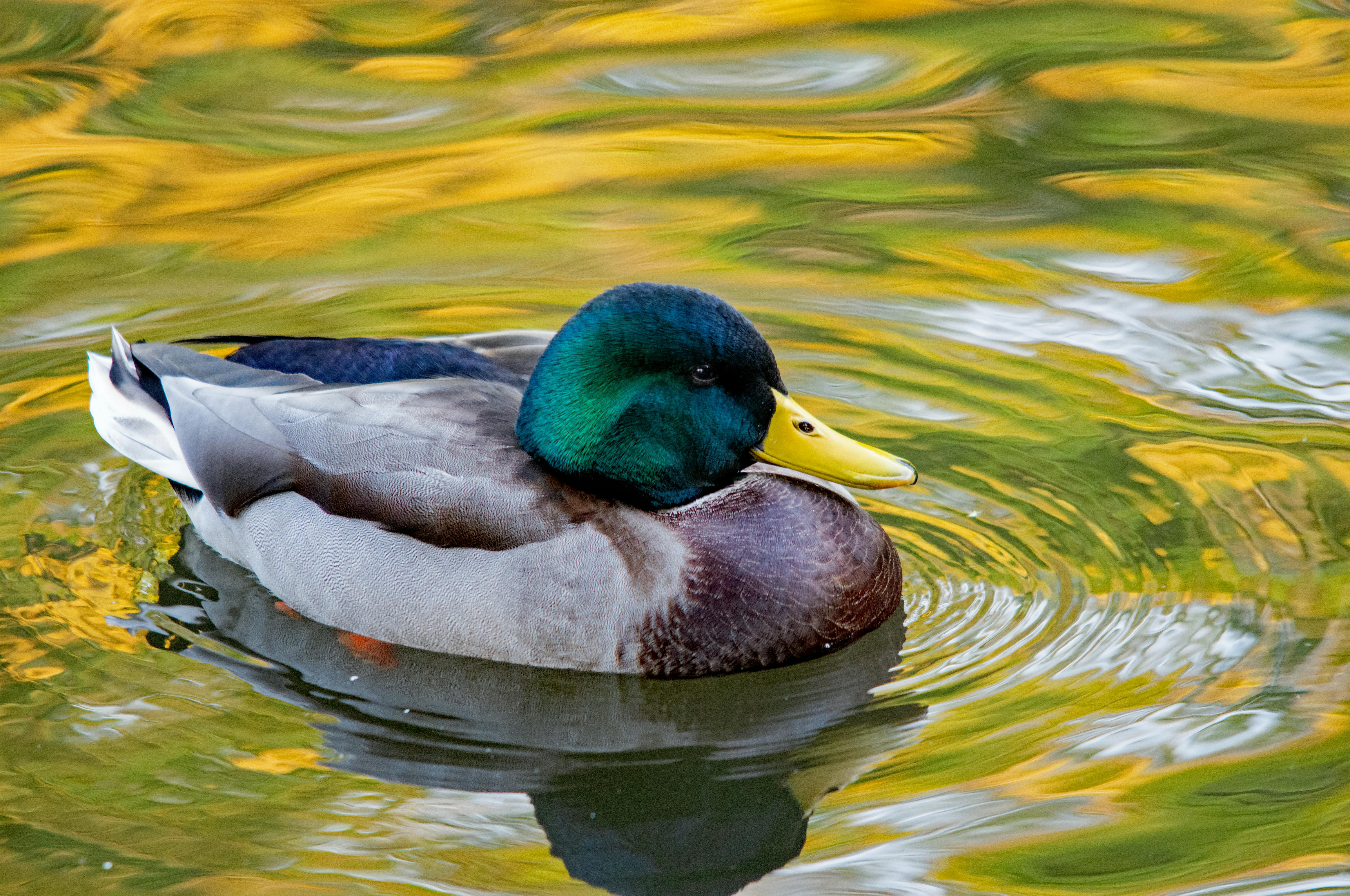 Stadtblick in Ingolstadt - SEO Agentur Ingolstadt und Webdesign Ingolstadt