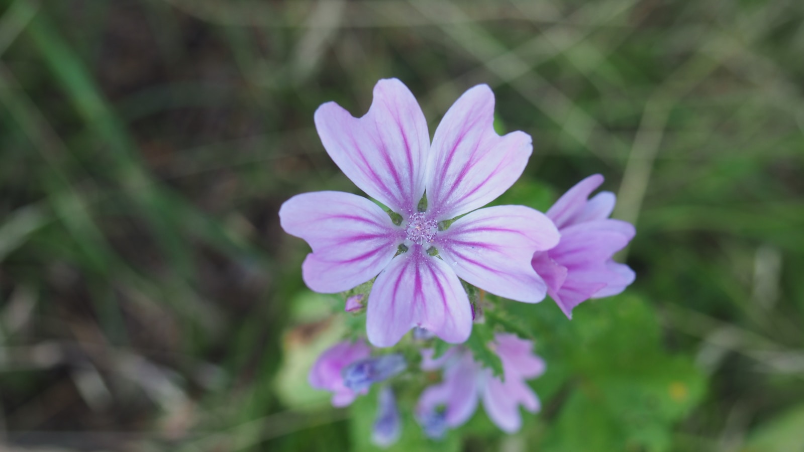 Stadtblick in Torgelow - SEO Agentur Torgelow und Webdesign Torgelow