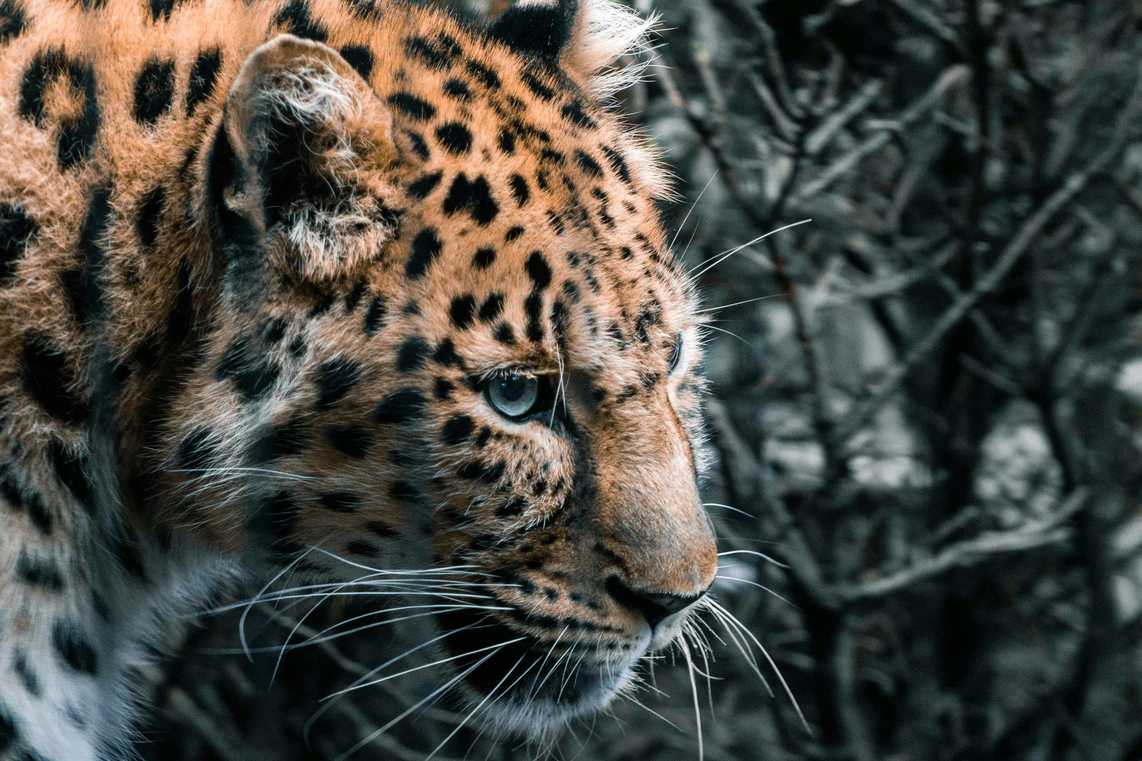 Stadtblick in Altenburg - Webdesigner Altenburg